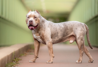 american xl bully dog bite injury claim