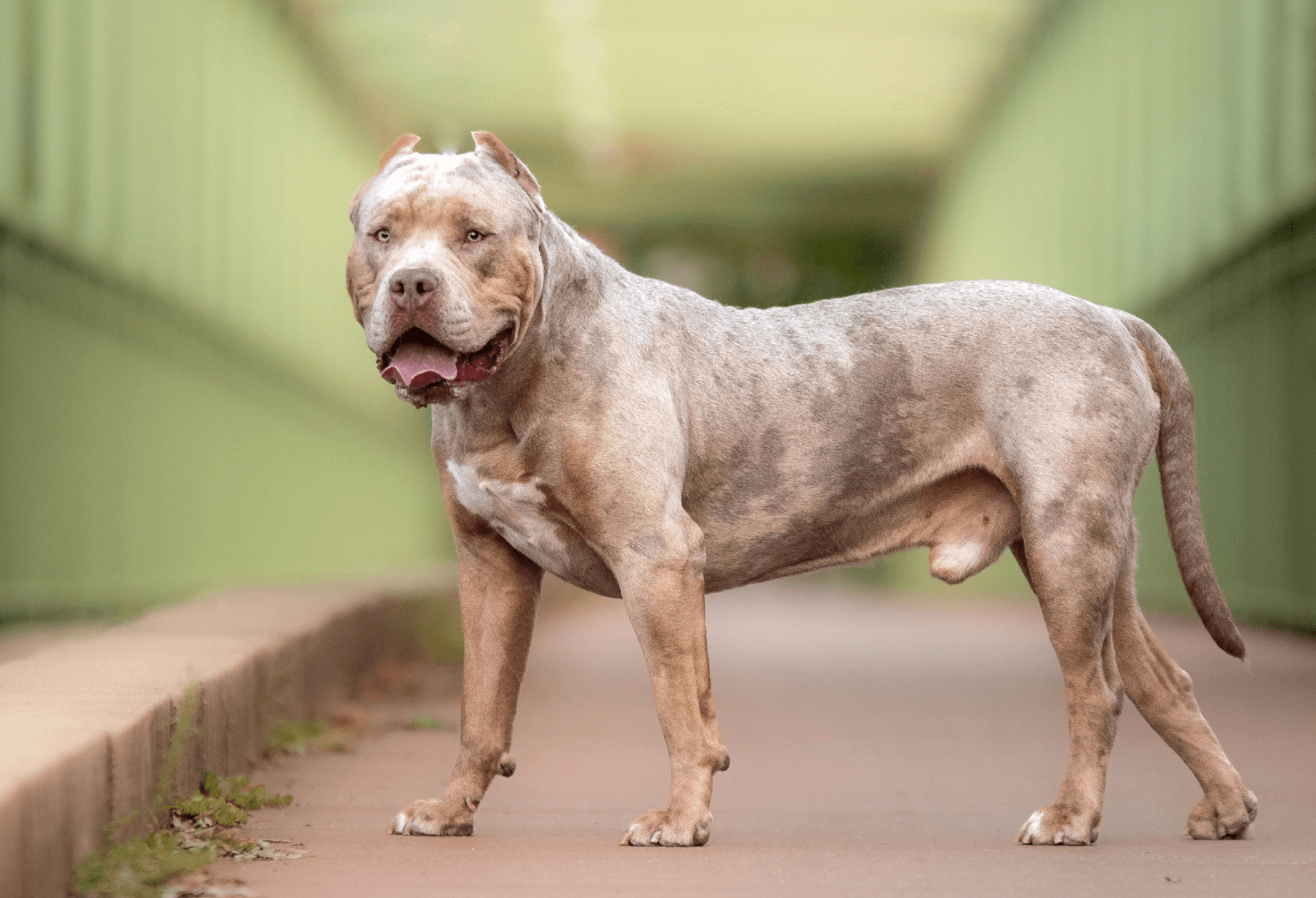 XL Bully dog ban - Holmer Veterinary Surgery