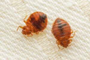 Bed bugs