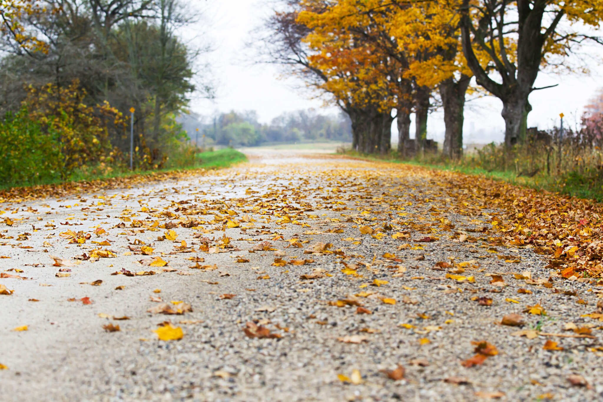 Wet leaves on the road